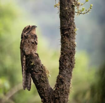 Common Potoo