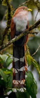 Common Squirrel Cuckoo