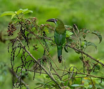 Crimson-rumped Toucanet