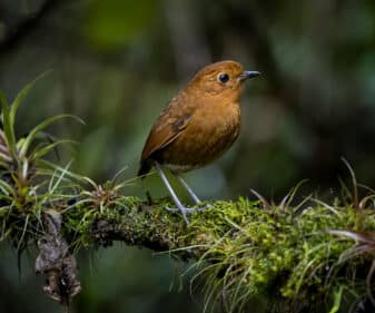 Equatorial Antpitta