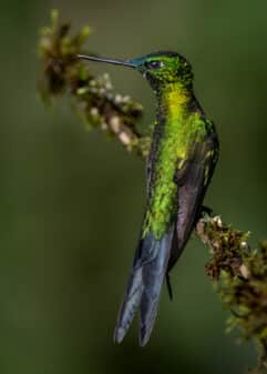Golden-breasted Puffleg