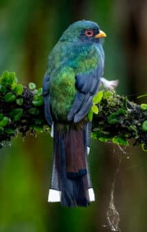 Masked Trogon