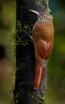 Montane Woodcreeper