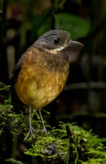 Moustached Antpitta