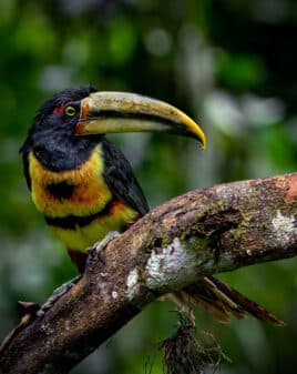 Pale-mandibled Aracari