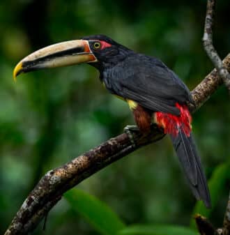 Pale-mandibled Aracari