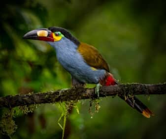 Plate-billed Mountain Toucan
