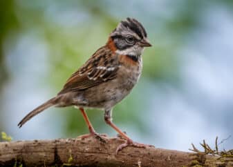 Rufous-collared Sparrow