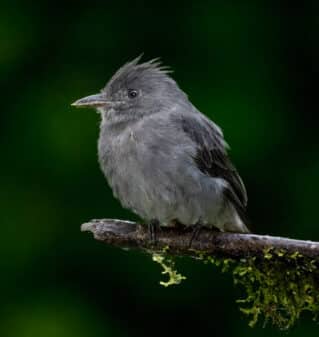 Smoke-colored Pewee