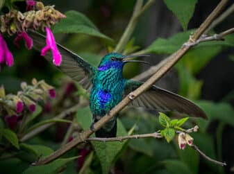 Sparkling Violetear