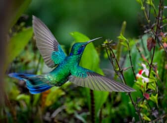 Sparkling Violetear