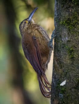 Strong-billed Woodcreeper