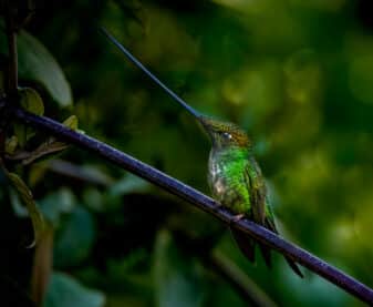 Sword-billed Hummingbird