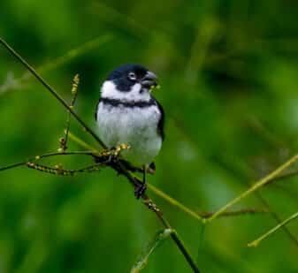 Variable Seedeater