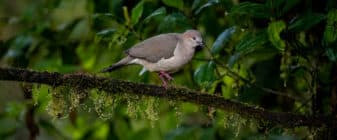 White-tipped Dove