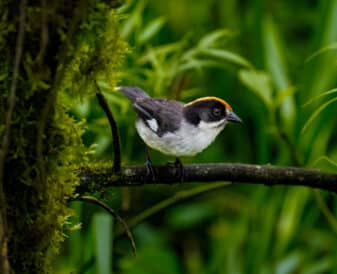 White-winged Brushfinch