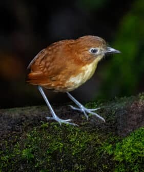 Yellow-breasted Antpitta