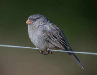 plain-colored Seedeater
