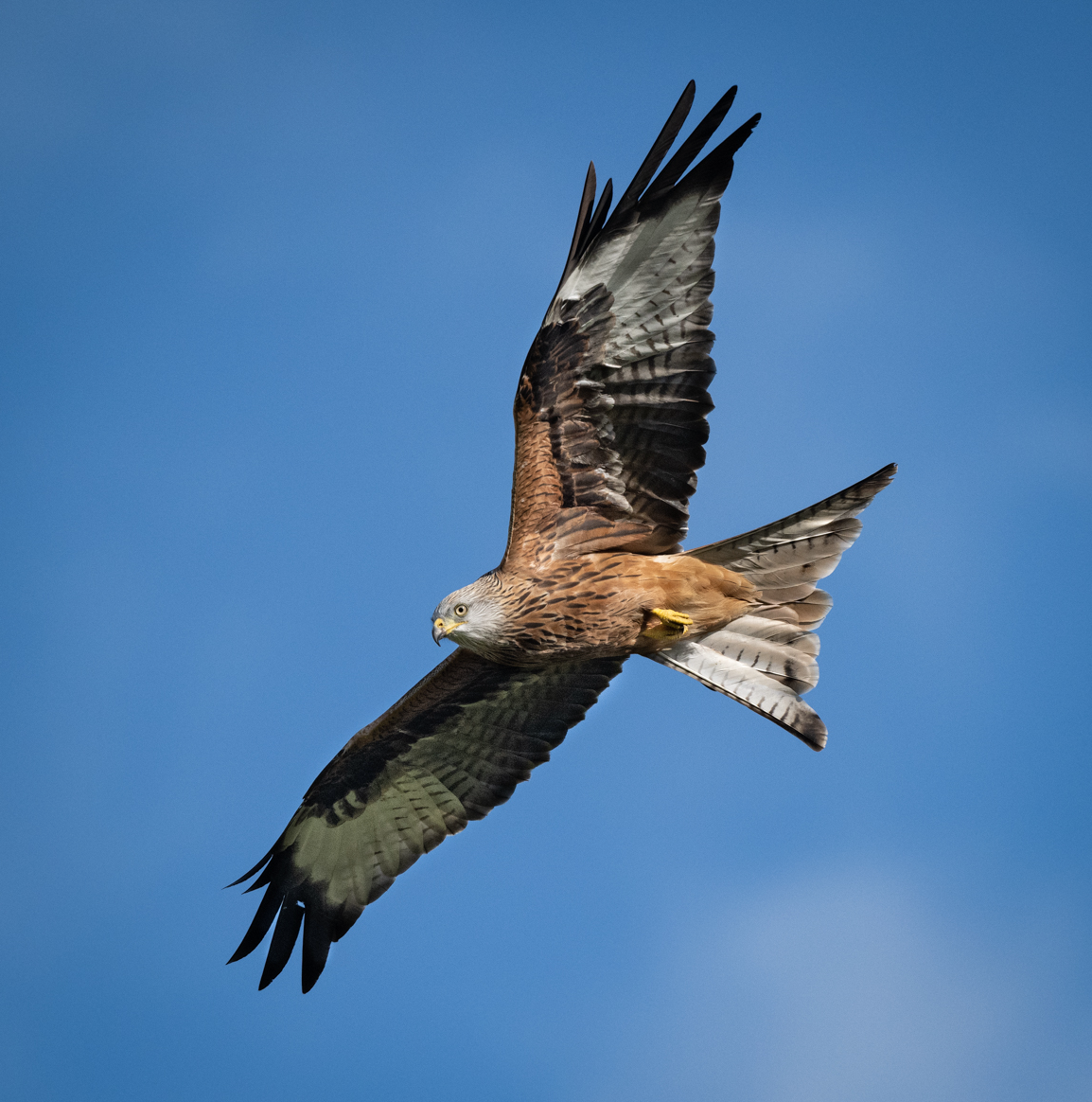 The Red Kite Recovery: A Conservation Success Story