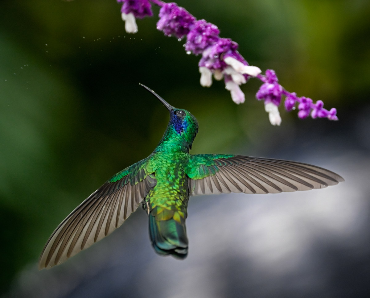 Sparkling Violetear - Owen Deutsch Photography