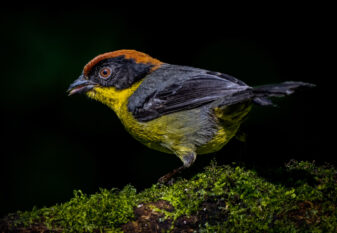 Yellow-breasted Brush Finch