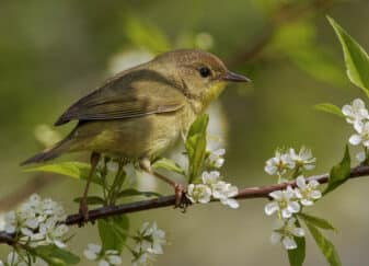 Common Yellowthroat