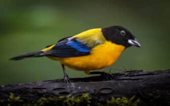 Black-chinned Mountain Tanager