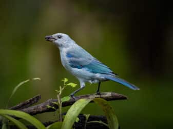 Blue-gray Tanager