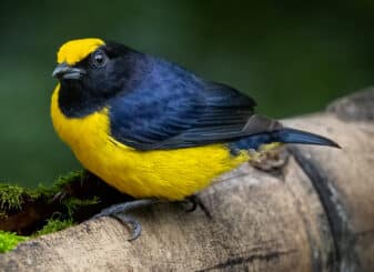 Orange-bellied Euphonia