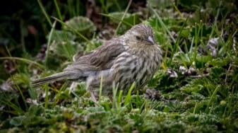 Plumbeous Sierra Finch