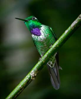 Purple-bibbed Whitetip