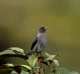 Red-crested Cotinga