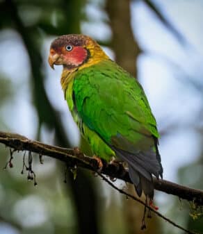 Rose-faced Parrot