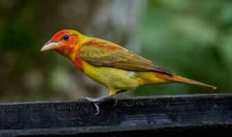 Summer Tanager