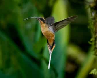 Tawny-bellied Hermit