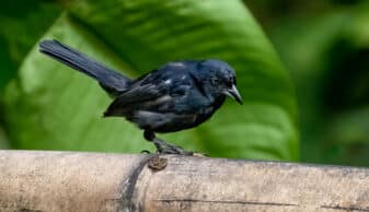 White-lined Tanager