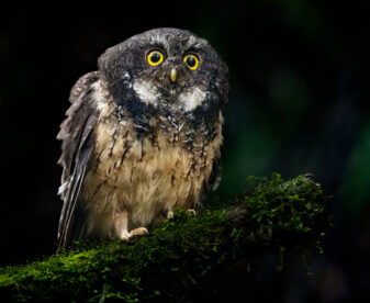 White-throated Screech Owl