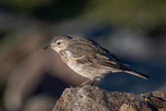 American Pipit