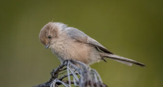 Bushtit