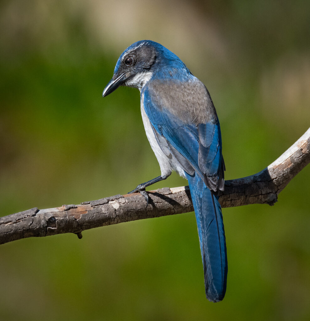 California Scrub-Jay - Owen Deutsch Photography