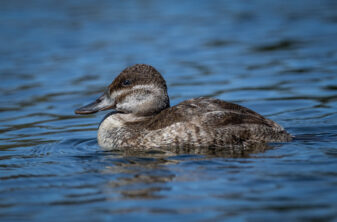 Ruddy Duck