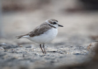 Snowy Plover