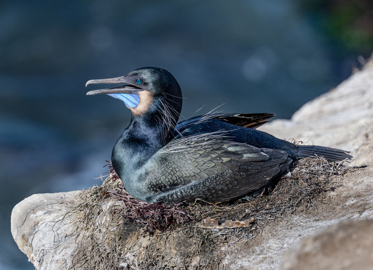 Best Birding in San Diego with Nathan Goldberg