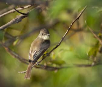Eastern Phoebe