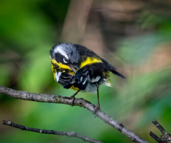 Magnolia Warbler