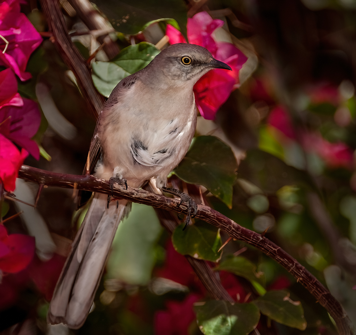 Variation on a Theme – Bird Songs and Calls