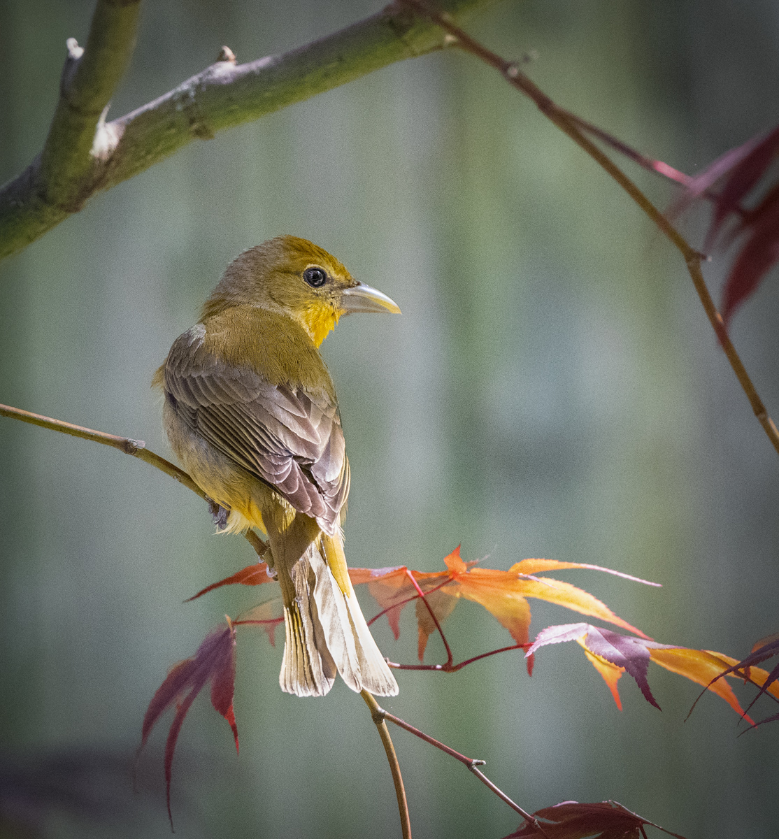 Summer Tanager - Owen Deutsch Photography