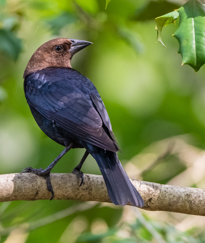 Birds with Strange Behaviors — Nest Parasitism