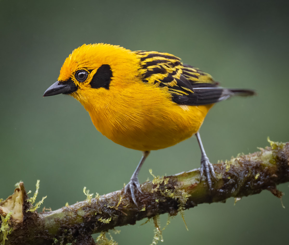 The Vibrant World of Avian Plumage: Yellow