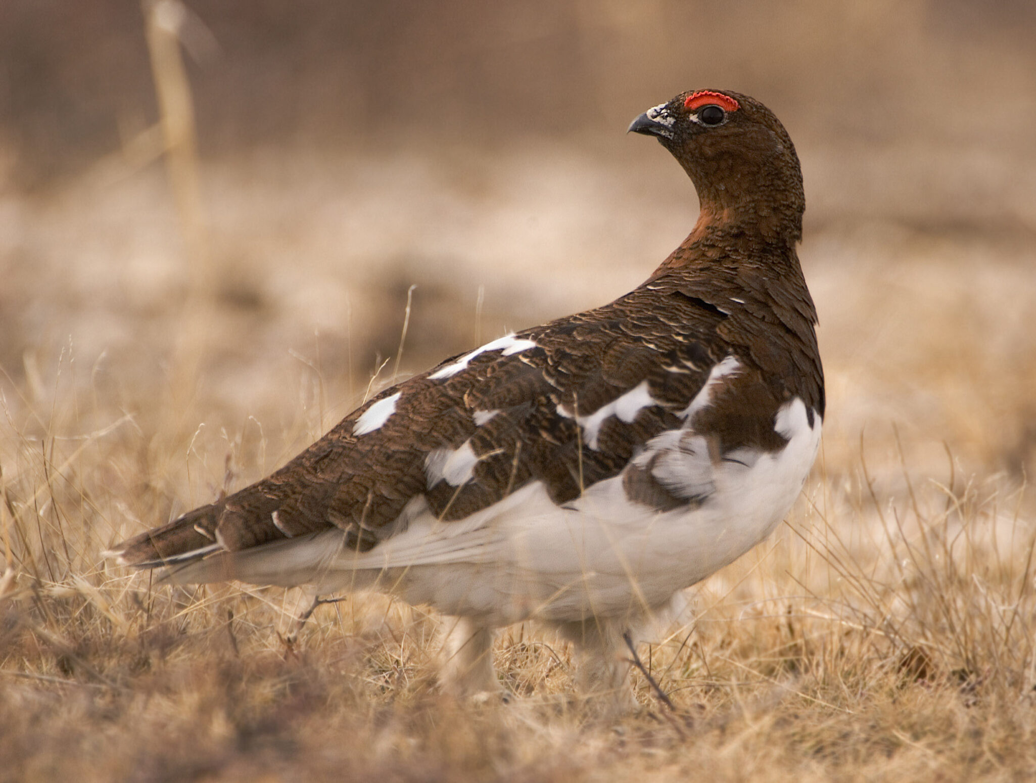 Willow-Ptarmigan